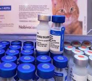 Tiêm ngừa vacxin dại, 4 bệnh Mèo, 5 bệnh Chó, 7 bệnh Chó.