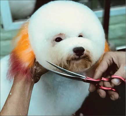 dịch vụ làm đẹp thú cưng