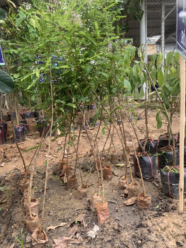 cây bồ kết