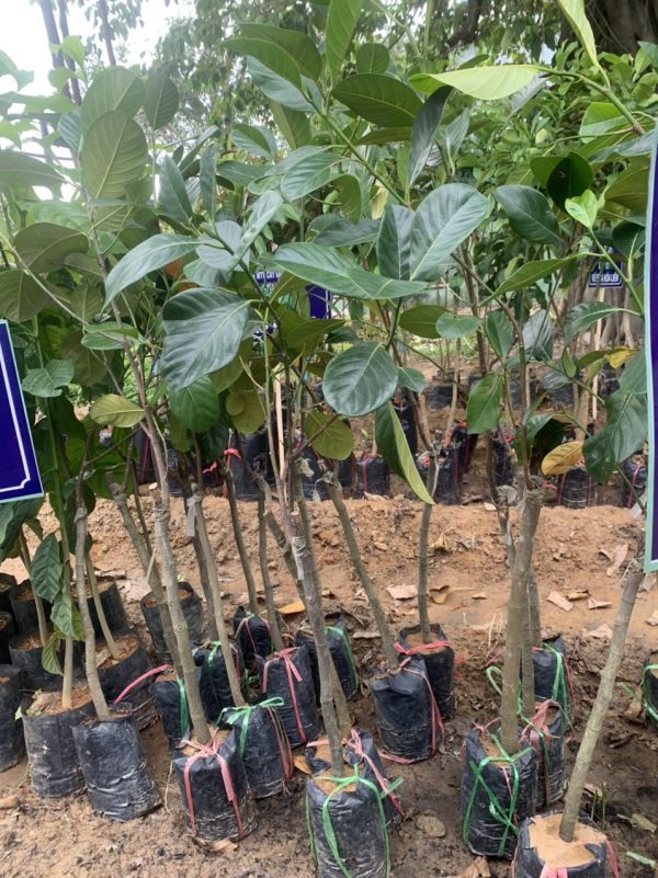 mít ruột đỏ
