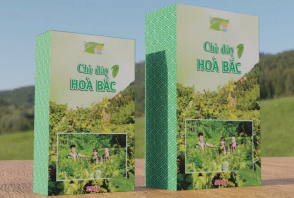 Chè dây Hòa Bắc