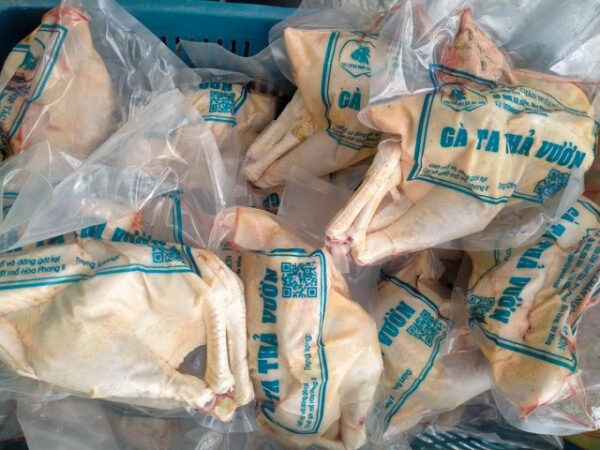 gà thả vườn Kê Sơn